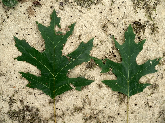 {Quercus coccinea}
